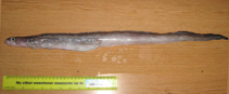 Image of Bassanago bulbiceps (Swollen-headed conger eel)
