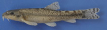 Image of Oxynoemacheilus germencicus (Carian loach)