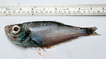 Image of Bathyclupea hoskynii (Indian deepsea herring)