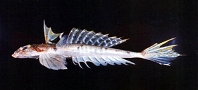 Image of Bathycallionymus kaianus (Kai Island deepwater dragonet)