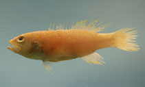 Image of Bathyanthias mexicanus (Yellowtail bass)