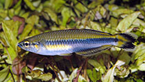 Image of Bedotia madagascariensis 