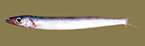 Image of Bleekeria profunda (Deep-water sandlance)