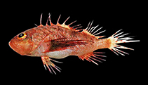 Image of Brachypterois curvispina (Australian sawcheek scorpionfish)