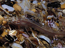 Image of Cancelloxus burrelli (Slender platanna-klipfish)