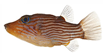 Image of Canthigaster criobe (Striped toby)