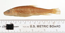Image of Catostomus plebeius (Rio Grande sucker)