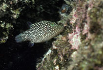 Image of Canthigaster punctatissima (Spotted sharpnosed puffer)