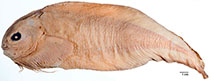 Image of Careproctus trachysoma 