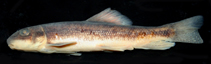 Image of Catostomus utawana (Summer sucker)