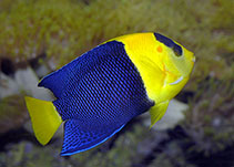Image of Centropyge bicolor (Bicolor angelfish)