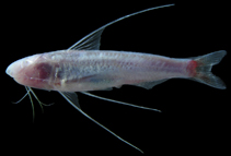Image of Cetopsis oliveirai 