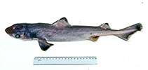 Image of Centrophorus zeehaani (Southern dogfish)