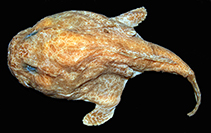 Image of Chaunax africanus (African coffinfish)
