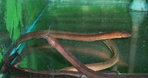 Image of Channallabes apus (Eel catfish)
