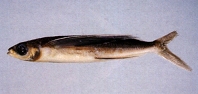 Image of Cheilopogon arcticeps (White-finned flyingfish)