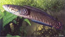 Image of Channa bleheri (Bluefinned snakehead)