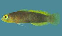 Image of Chlidichthys chagosensis (Chagos dottyback)