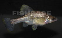 Image of Chapalichthys encaustus (Barred splitfin)