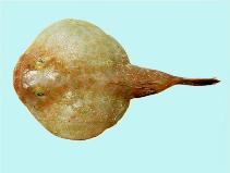 Image of Chaunax endeavouri (Furry coffinfish)