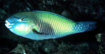 Image of Chlorurus japanensis (Palecheek parrotfish)