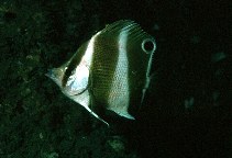 Image of Roa jayakari (Indian golden-barred butterflyfish)