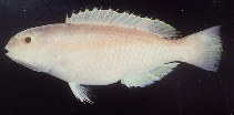 Image of Choerodon margaritiferus (Pearly tuskfish)