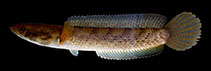 Image of Channa melanostigma (Lohit snakehead)