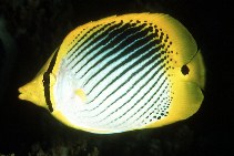 Image of Chaetodon ocellicaudus (Spot-tail butterflyfish)
