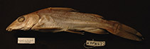 Image of Chrysichthys ogooensis 