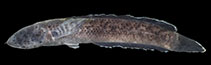 Image of Channa pardalis (Leopard snakehead)