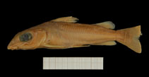 Image of Chrysichthys polli 