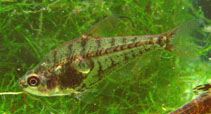 Image of Charax stenopterus 