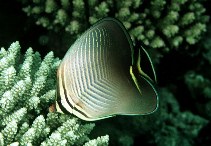 Image of Chaetodon triangulum (Triangle butterflyfish)