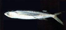 Image of Cheilopogon unicolor (Limpid-wing flyingfish)