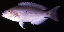 Image of Choerodon vitta (Redstripe tuskfish)