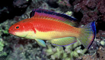 Image of Cirrhilabrus bathyphilus (Deepwater wrasse)