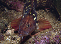 Image of Cirrhibarbis capensis (Barbelled klipfish)