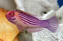 Image of Cirrhilabrus earlei (Orange-striped wrasse)