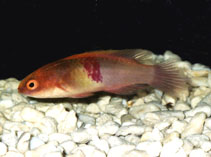 Image of Cirrhilabrus sanguineus 