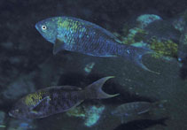 Image of Clepticus africanus (African Creole wrasse)