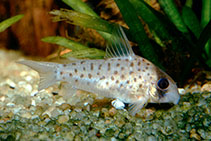 Image of Corydoras atropersonatus (Fairy catfish)
