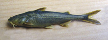 Image of Conta conta (Conta catfish)