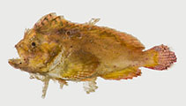 Image of Cocotropus dermacanthus (Spinyskin velvetfish)