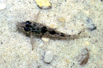 Image of Corydoras diphyes (Variable cory)