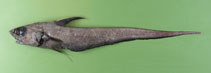 Image of Coryphaenoides guentheri (Günther\