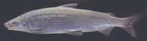 Image of Coregonus maraena (Maraena whitefish)
