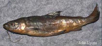 Image of Coregonus nigripinnis (Blackfin cisco)