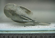 Image of Cordylancistrus torbesensis 