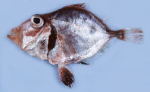 Image of Cyttopsis cypho (Little dory)